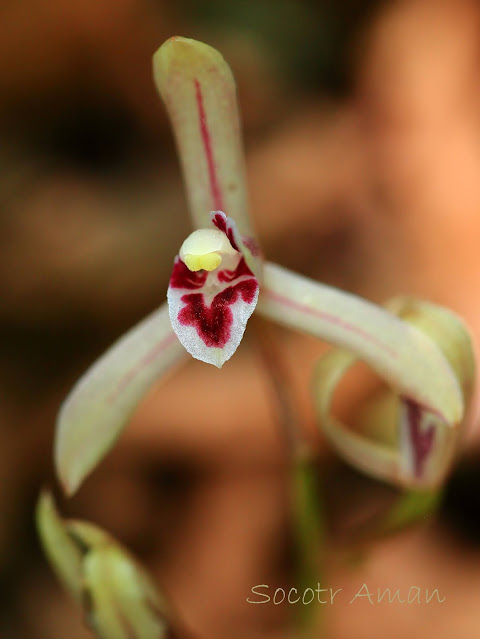 Cymbidium macrorhizon