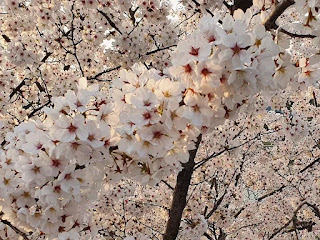 Cherry blossom 3