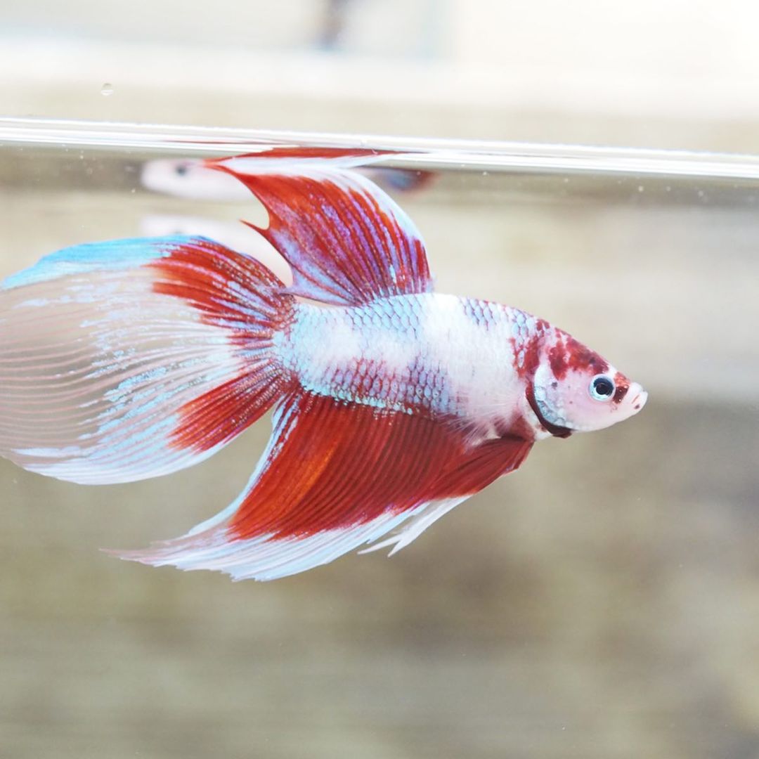 A Very Rare Live Male Red Koi Fancy Veiltail Betta Siamese Fish - Fish