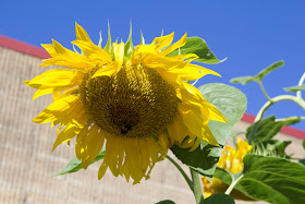 Tri-County sunflower