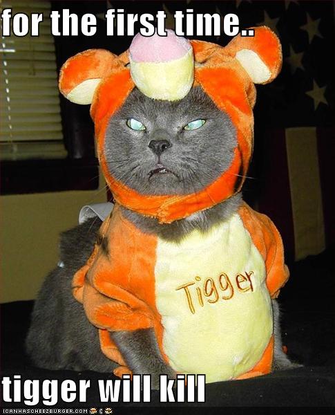 Cat Halloween funny picture, Funny Cat Halloween Pictures, funny Cat ...