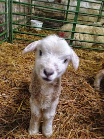 Cute Dorset Lambs