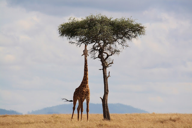 Giraffe eating