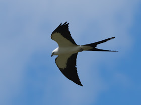 Swallow-tailed Kite - Stormwater Treatment Area 5/6, Florida