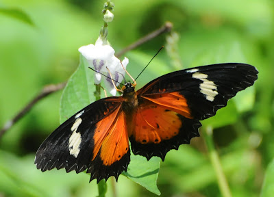 Malay Lacewing (Cethosia hypsea hypsina)