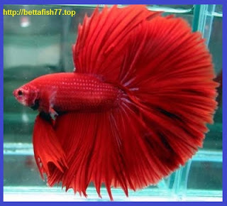 How to Curing Betta Fish Tails Damaged Or Defective