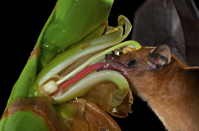 Nectarívoros / Polinívoros: são morcegos que, assim como os beija-flores (aves), alimentam-se de néctar e do pólen produzidos por muitas flores. São chamados morcegos beija-flores.