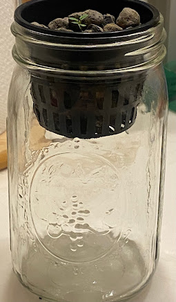 An oregano seedling in net pot nested inside the mouth of a glass jar