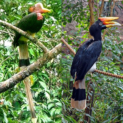 Alam Mengembang Jadi Guru Burung Enggang Gading  Kalimantan