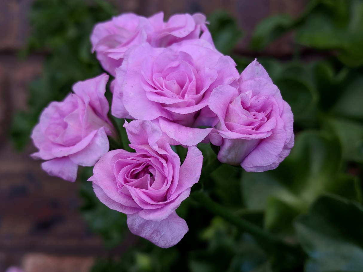 Plant profile: Summer Rose