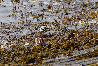 Stienpikker - Steenloper - Arenaria interpres