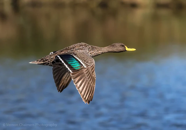 Yellow-Billed Duck Diep River Woodbridge Island