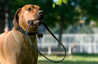 7 señales de que tu perro es tu dueño