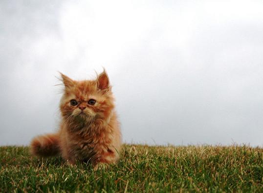 Foto foto kucing Persia lucu Iis Nurliyah