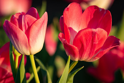 Texas Tulips