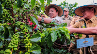 Gubernur Arinal Panen Kopi Arabika Sistem Pagar dan Temu Lapang bersama Petani Kopi di Sekincau, Lampung Barat