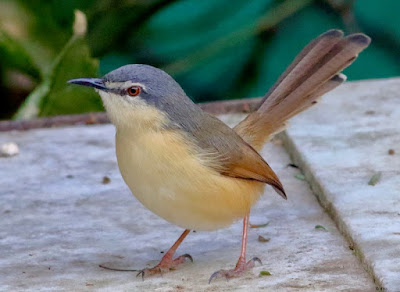 Ashy Prinia