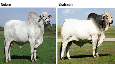 Brahman cattle