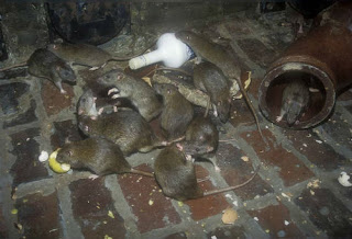 Rat Control