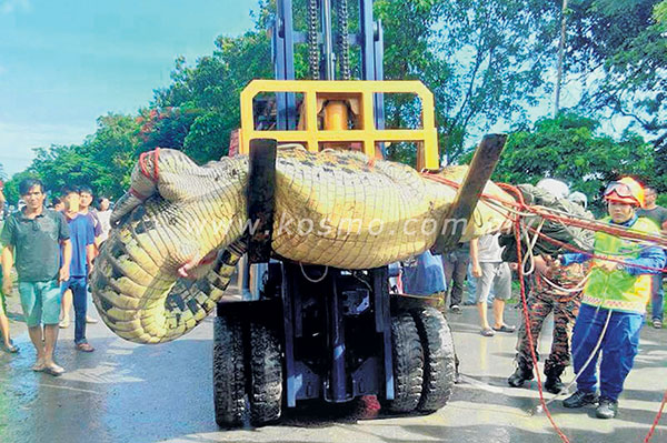 Buaya satu tan masuk bandar