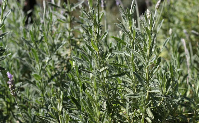 Lavender Flowers