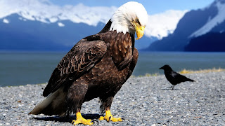 Bird Eagle Raven Claws Beaks Feathers Sharpness
HD Wallpaper