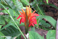 Red flower - Lyon Arboretum, Manoa Valley, Oahu, HI