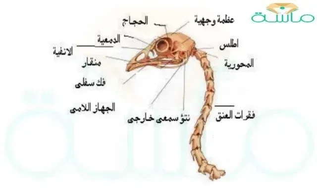 العمود الفقري Vertebral column