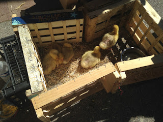 Marché de Valberg: les oisons