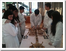 Lab Huesos