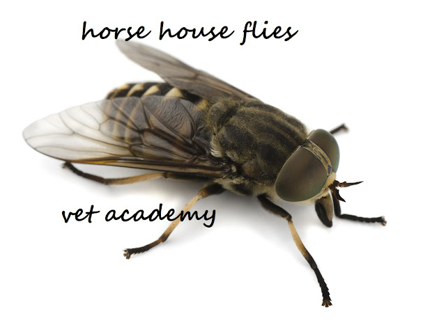 Horse louse flies - Hippobosca spp