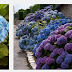 BUNGA BOKOR/HYDRANGEA HORTENSIS