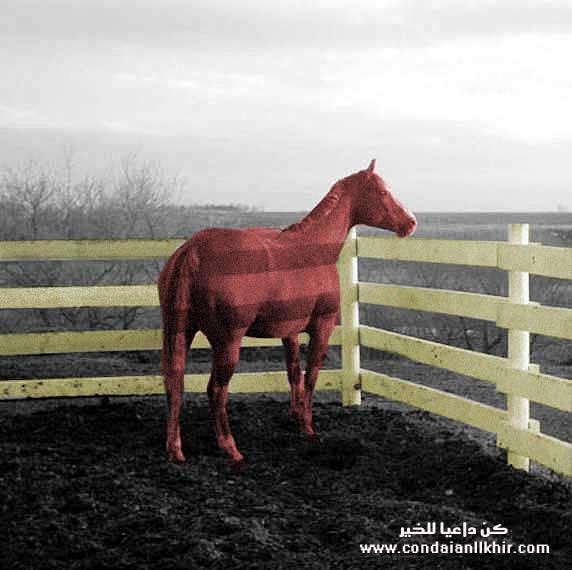 horse background