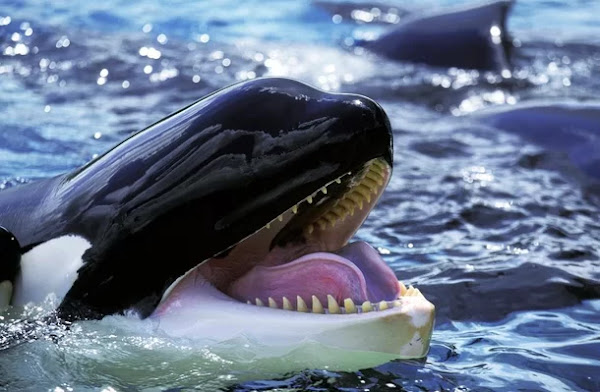 Como um animal tão fofo quanto o mostrado nos filmes pode ganhar um apelido tão negativo como o de baleia-assassina