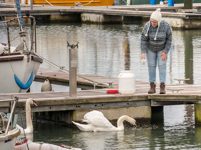 Photo of me feeding the swans at Maryport Marina