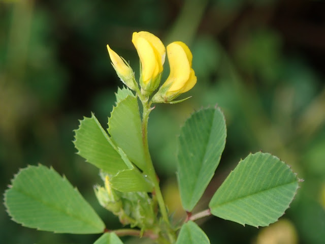 Medicago polymorpha