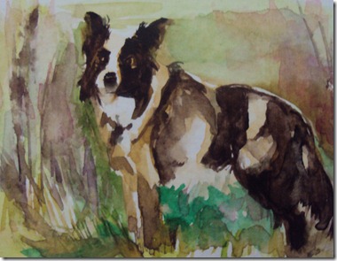 collie