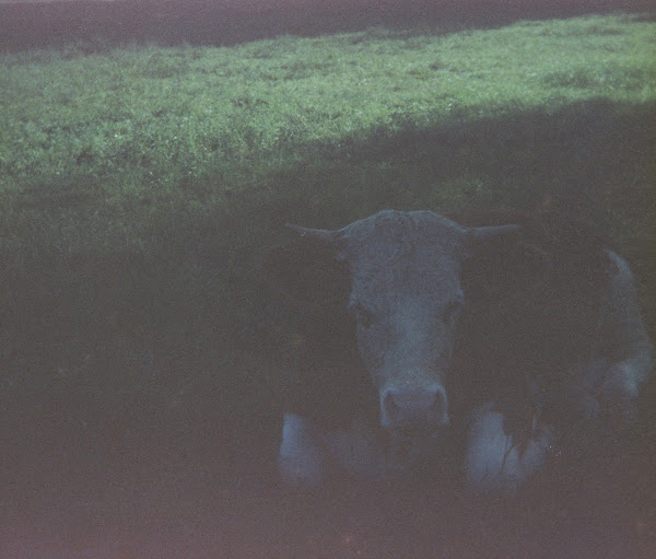 Portret van koe