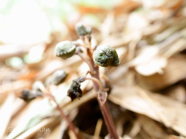 Gastrodia confusa