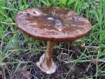 Volvopluteus gloiocephalus mushroom