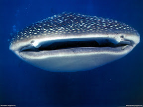 Underwater Creature | nature desktop wallpapers Images Photos