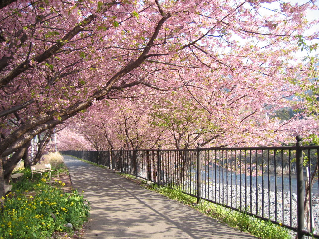 Sakura Blossom Wallpaper HQ | Wallpaperholic