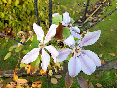 Clematis 'Nelly Moser'