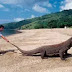 Hanya Ada di Indonesia, Ini Yang Terjadi Jika Komodo Dipindahkan