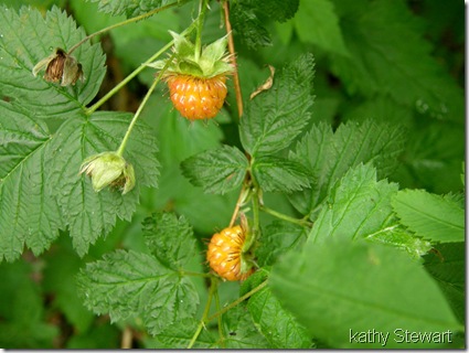Ripening Salmon Berries