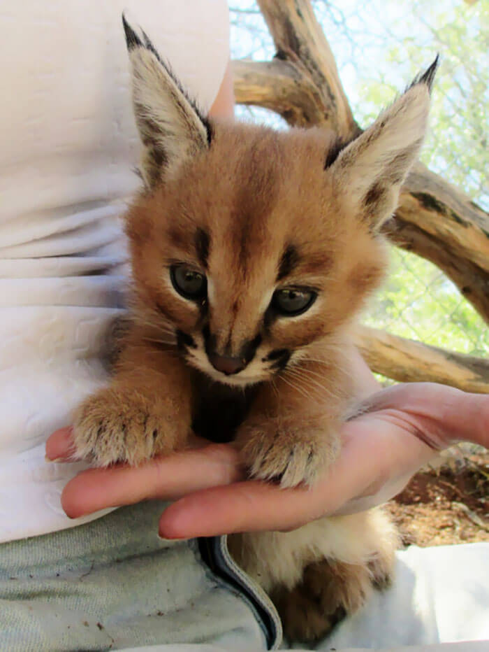 Beautiful Pictures Of Baby Caracals, One Of The Most Gorgeous Cat Species Ever