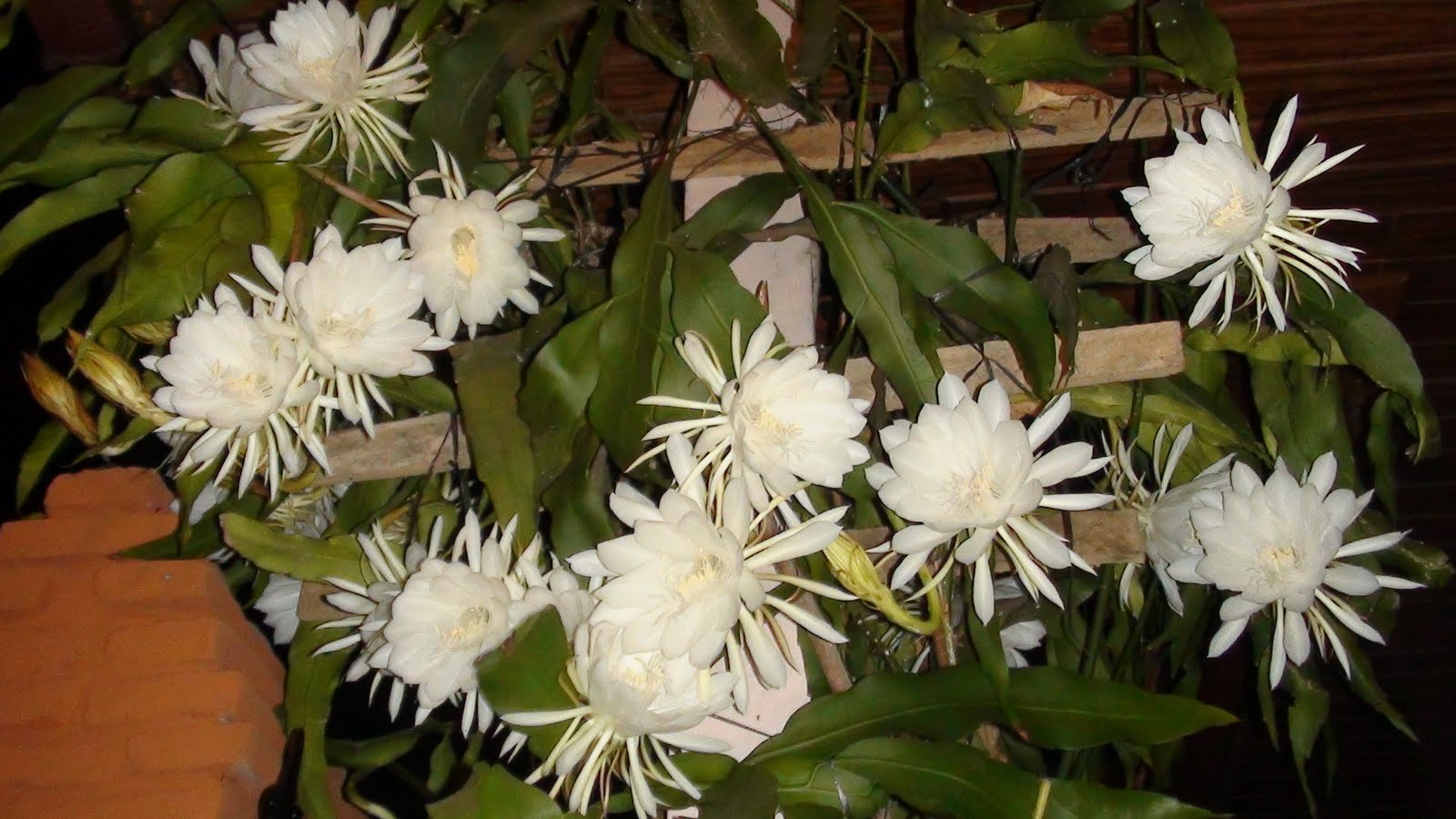  gambar  bunga wijayakusuma Indonesiadalamtulisan 