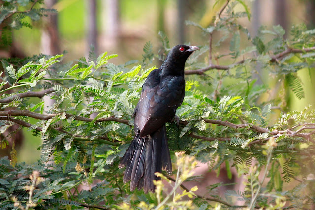 ‎Asian koel male