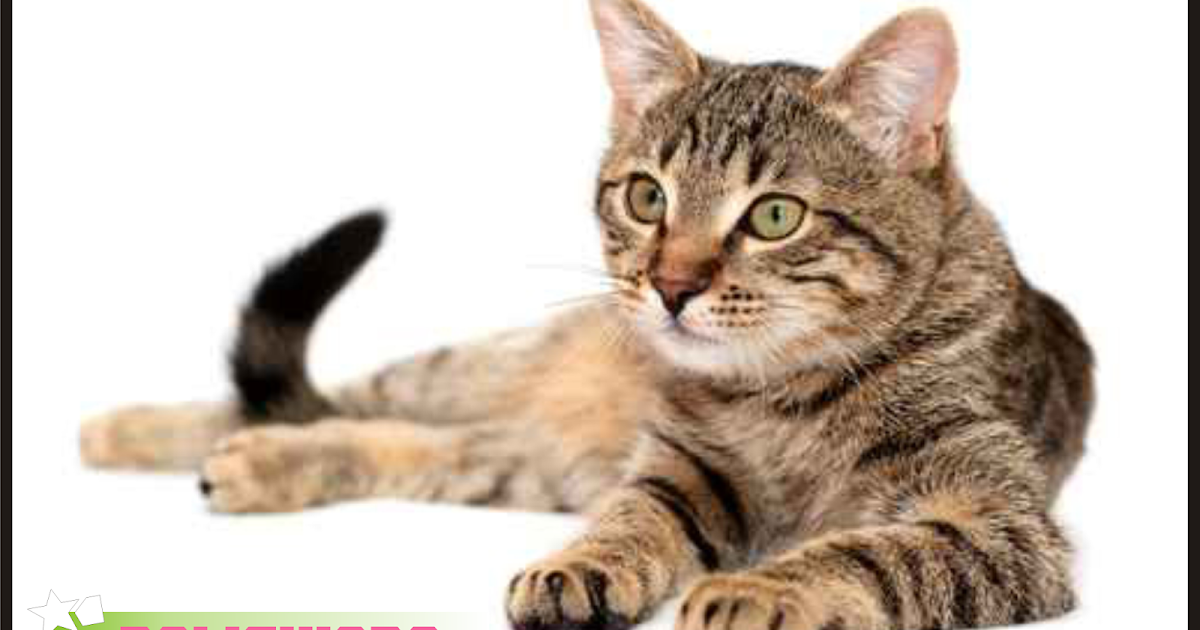 Contoh  Teks Deskripsi  Tentang Hewan  Peliharaan  Kucing  