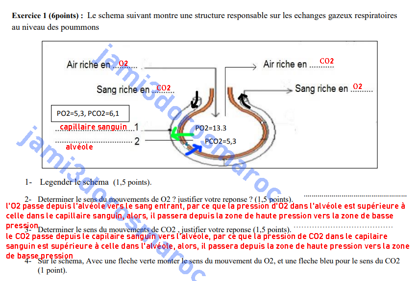 controle 2 svt 3ac semestre 1 avec correction